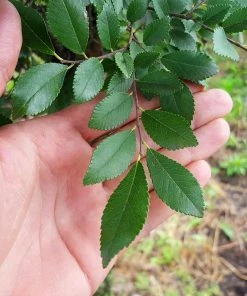 Fast Growing Trees Elm Trees DannaSpire Columnar Elm Tree