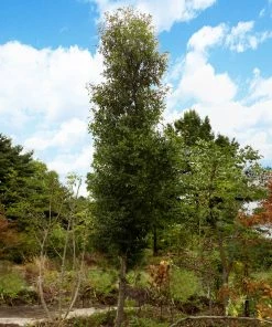 Fast Growing Trees Elm Trees DannaSpire Columnar Elm Tree