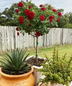 Fast Growing Trees Rose Trees Dancing In The Dark™ Rose Tree