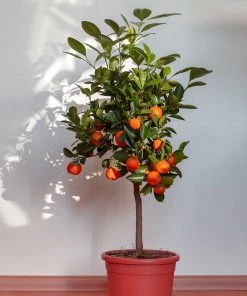 Fast Growing Trees Shop Indoor & Patio Fruit Dancy Tangerine Tree