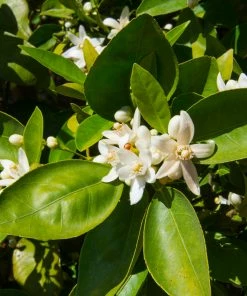 Fast Growing Trees Shop Indoor & Patio Fruit Dancy Tangerine Tree