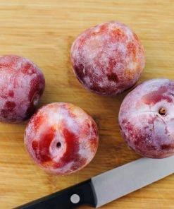 Fast Growing Trees Dapple Dandy Pluot Tree Plum Trees