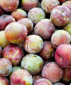 Fast Growing Trees Dapple Dandy Pluot Tree Plum Trees