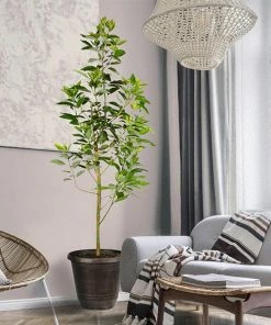 Fast Growing Trees Condo™ Avocado Tree