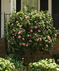 Fast Growing Trees Debutante Camellia