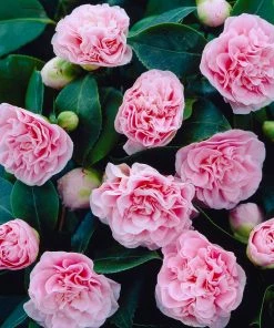 Fast Growing Trees Debutante Camellia