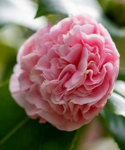Fast Growing Trees Debutante Camellia