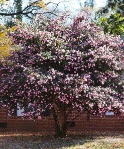 Fast Growing Trees Debutante Camellia