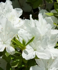 Fast Growing Trees Delaware Valley White Azalea