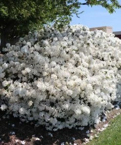Fast Growing Trees Delaware Valley White Azalea