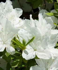 Fast Growing Trees Delaware Valley White Azalea