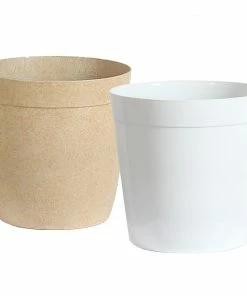 Fast Growing Trees Majesty Palm Tree