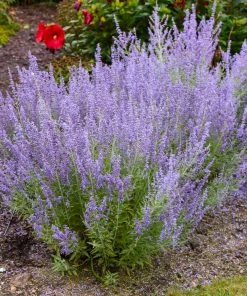 Fast Growing Trees Denim 'n Lace Russian Sage 7 Fast Growing Trees Denim 'n Lace Russian Sage
