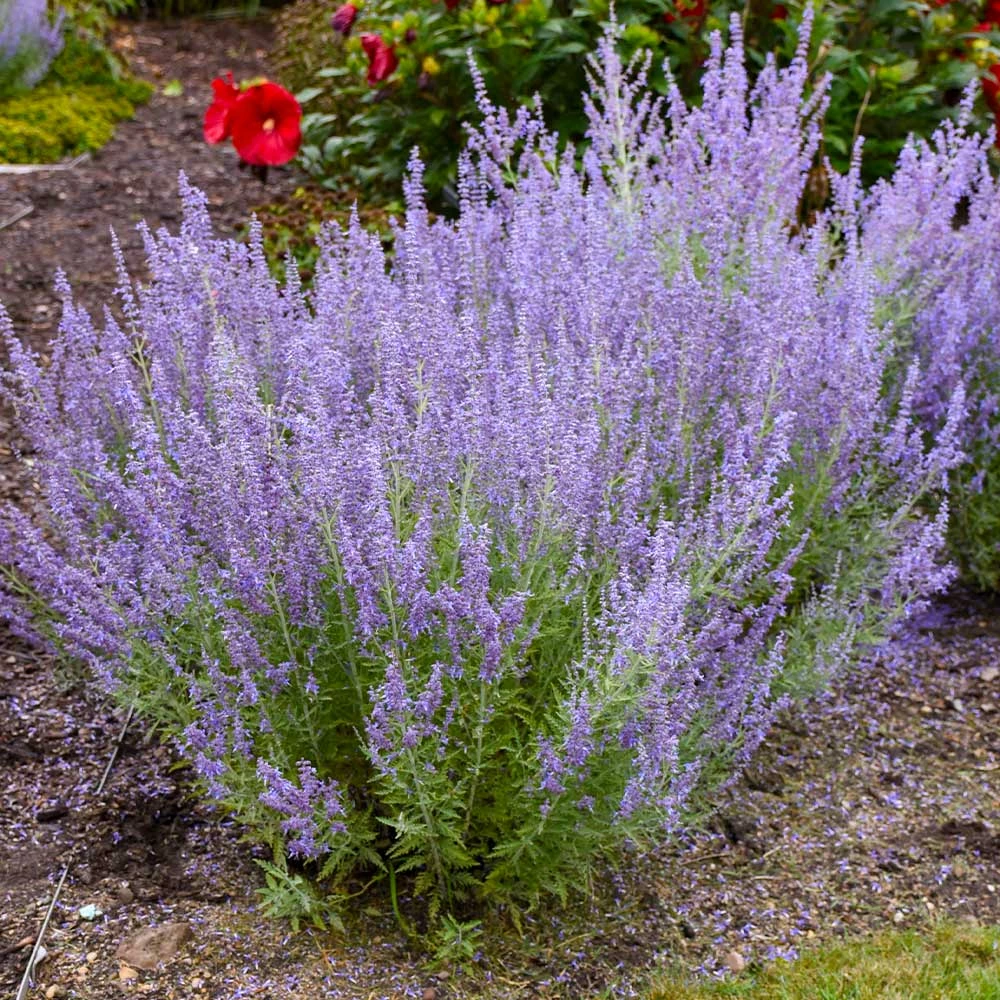 Fast Growing Trees Denim 'n Lace Russian Sage 5 Fast Growing Trees Denim 'n Lace Russian Sage