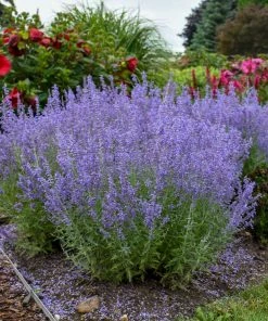 Fast Growing Trees Denim 'n Lace Russian Sage