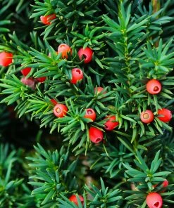 Fast Growing Trees Dense Spreading Yew