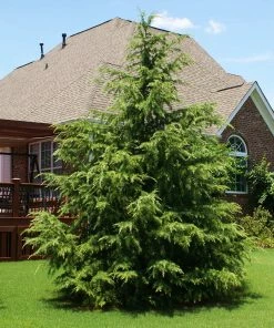 Fast Growing Trees See All Evergreen & Privacy Trees Deodar Cedar Tree