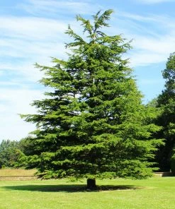 Fast Growing Trees See All Evergreen & Privacy Trees Deodar Cedar Tree