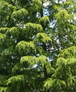 Fast Growing Trees Cedars Deodar Cedar Tree 11 Fast Growing Trees Cedars Deodar Cedar Tree