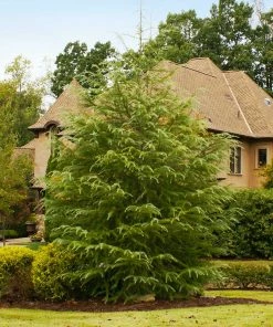 Fast Growing Trees See All Evergreen & Privacy Trees Deodar Cedar Tree
