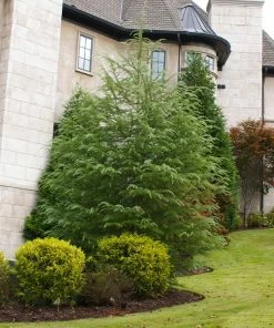 Fast Growing Trees See All Evergreen & Privacy Trees Deodar Cedar Tree