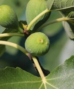 Fast Growing Trees Desert King Fig Tree Fig Trees