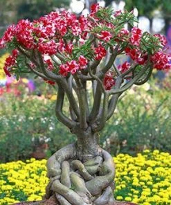 Fast Growing Trees Desert Rose 'Adenium' See All Flowering Trees