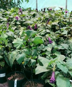 Fast Growing Trees Devil's Trumpet Plant