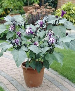 Fast Growing Trees Devil's Trumpet Plant