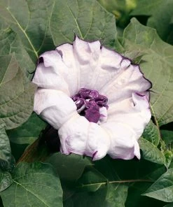 Fast Growing Trees Devil's Trumpet Plant