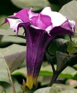 Fast Growing Trees Devil's Trumpet Plant