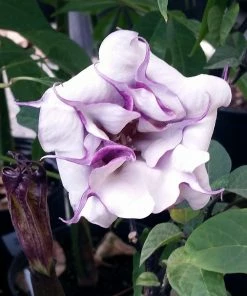 Fast Growing Trees Devil's Trumpet Plant