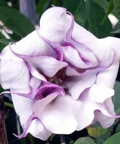 Fast Growing Trees Devil's Trumpet Plant