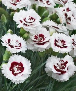 Fast Growing Trees Scent First® Coconut Surprise Dianthus Plant