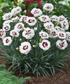 Fast Growing Trees Scent First® Coconut Surprise Dianthus Plant