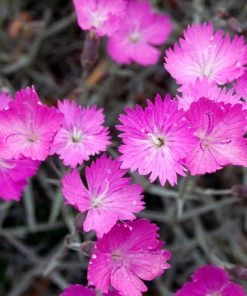 Fast Growing Trees Firewitch Dianthus Plant
