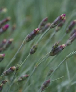 Fast Growing Trees Firewitch Dianthus Plant