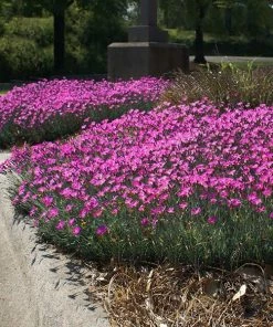 Fast Growing Trees Firewitch Dianthus Plant
