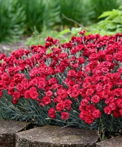 Fast Growing Trees See All Shrubs & Hedges Fruit Punch® ‘Maraschino’ Dianthus