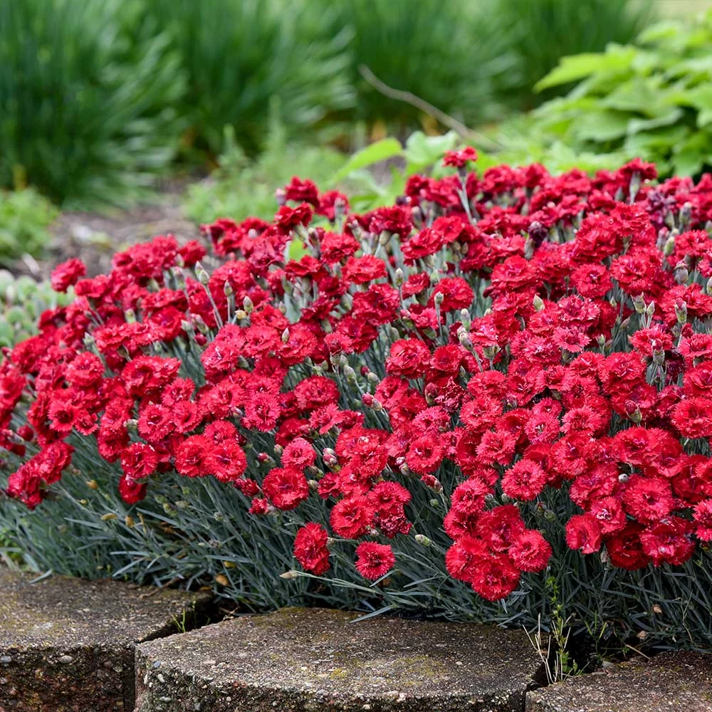 Fast Growing Trees See All Shrubs & Hedges Fruit Punch® ‘Maraschino’ Dianthus 4 Fast Growing Trees See All Shrubs & Hedges Fruit Punch® ‘Maraschino’ Dianthus
