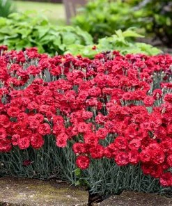 Fast Growing Trees See All Shrubs & Hedges Fruit Punch® ‘Maraschino’ Dianthus 8 Fast Growing Trees See All Shrubs & Hedges Fruit Punch® ‘Maraschino’ Dianthus