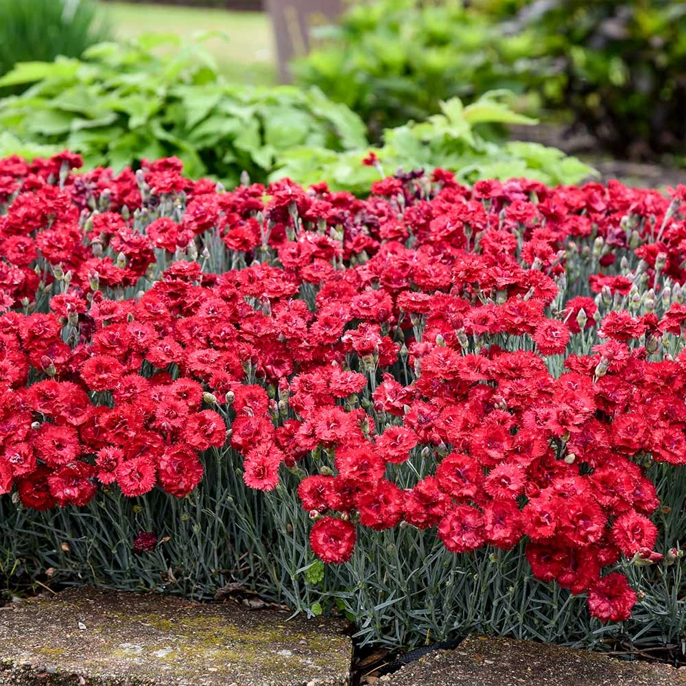 Fast Growing Trees See All Shrubs & Hedges Fruit Punch® ‘Maraschino’ Dianthus 5 Fast Growing Trees See All Shrubs & Hedges Fruit Punch® ‘Maraschino’ Dianthus