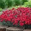 Fast Growing Trees See All Shrubs & Hedges Fruit Punch® ‘Maraschino’ Dianthus