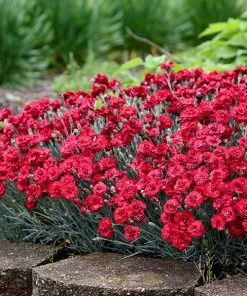 Fast Growing Trees See All Shrubs & Hedges Fruit Punch® ‘Maraschino’ Dianthus