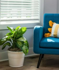 Fast Growing Trees Dieffenbachia Tropic Snow Plant