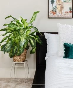 Fast Growing Trees Dieffenbachia Tropic Snow Plant