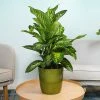 Fast Growing Trees Dieffenbachia Tropic Snow Plant