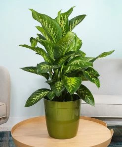 Fast Growing Trees Dieffenbachia Tropic Snow Plant