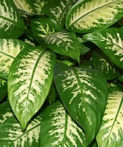 Fast Growing Trees Dieffenbachia And Song Of India Combo 8 Fast Growing Trees Dieffenbachia And Song Of India Combo