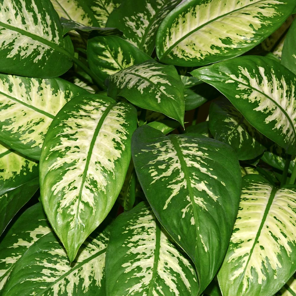 Fast Growing Trees Dieffenbachia And Song Of India Combo 5 Fast Growing Trees Dieffenbachia And Song Of India Combo